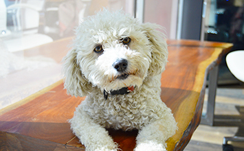 Artboard 28 Teddy headshot